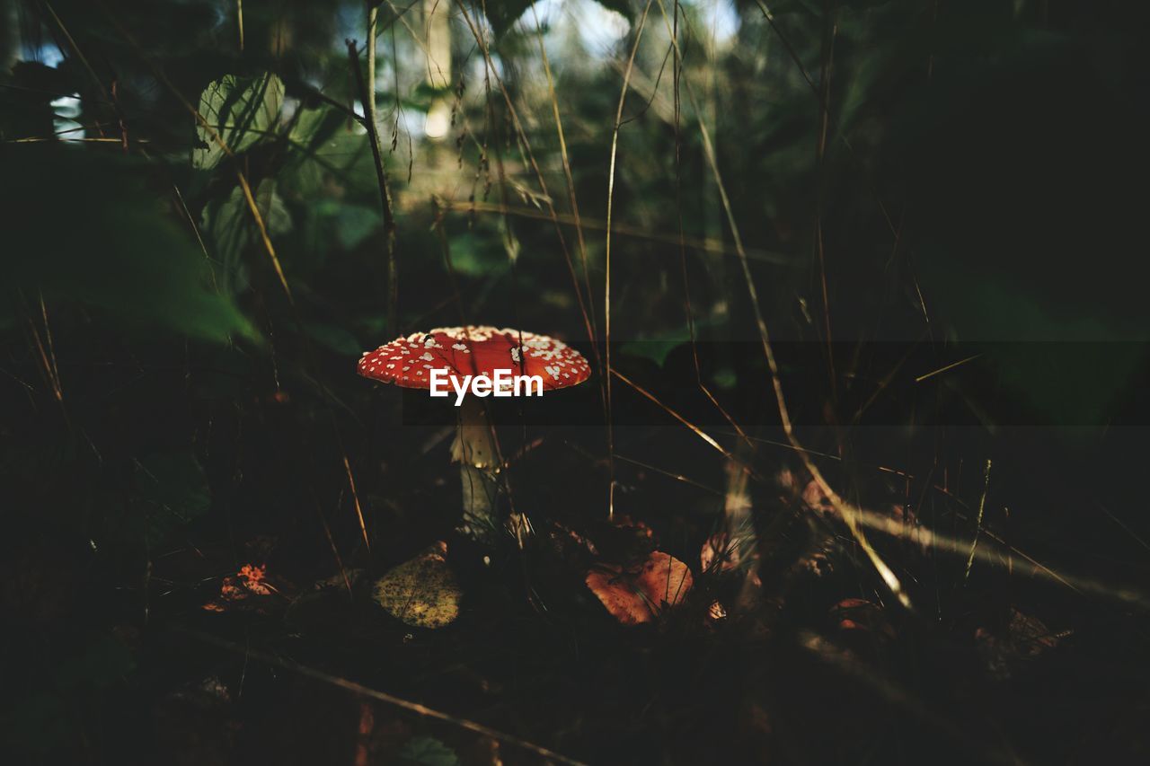 Close-up of mushroom growing on field at forest