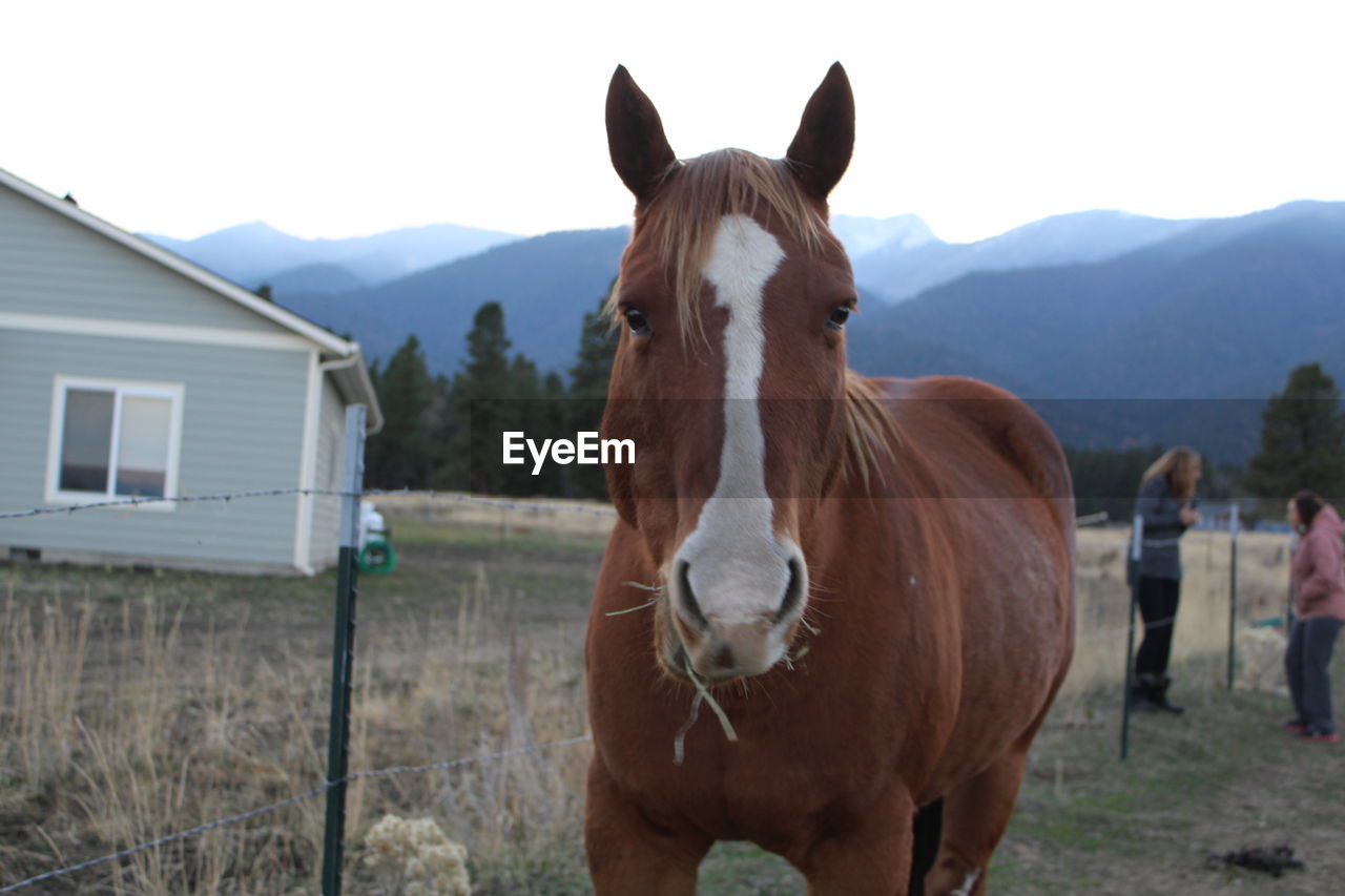 HORSE IN RANCH