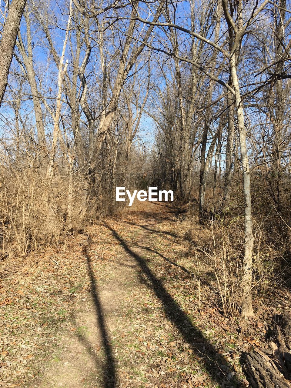 BARE TREE IN FOREST