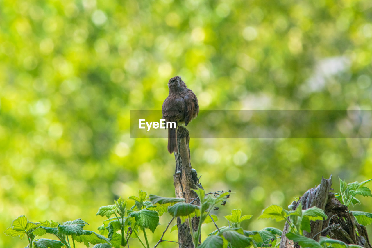 BIRD PERCHING ON BRANCH