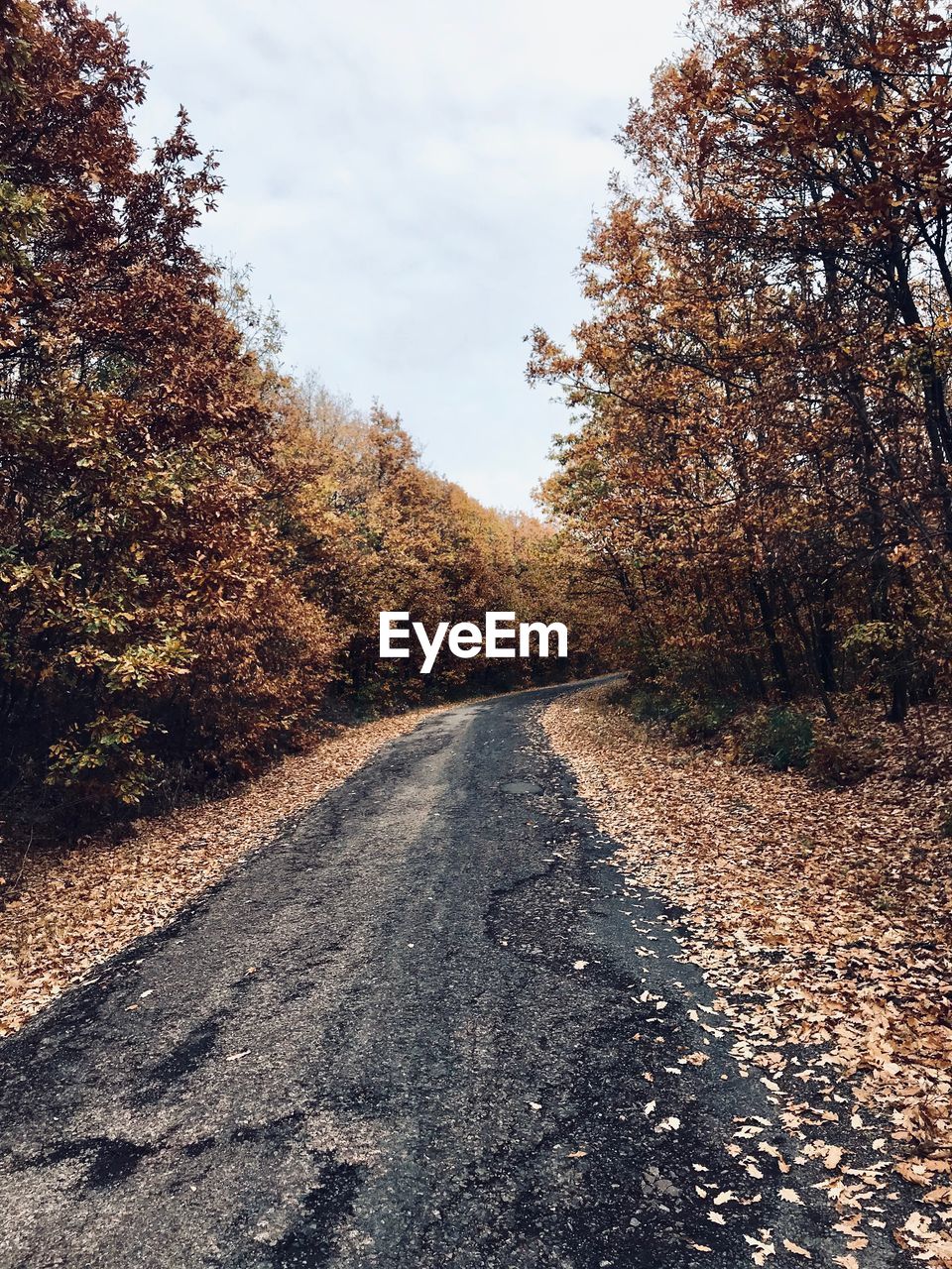 Road amidst trees against sky during autumn