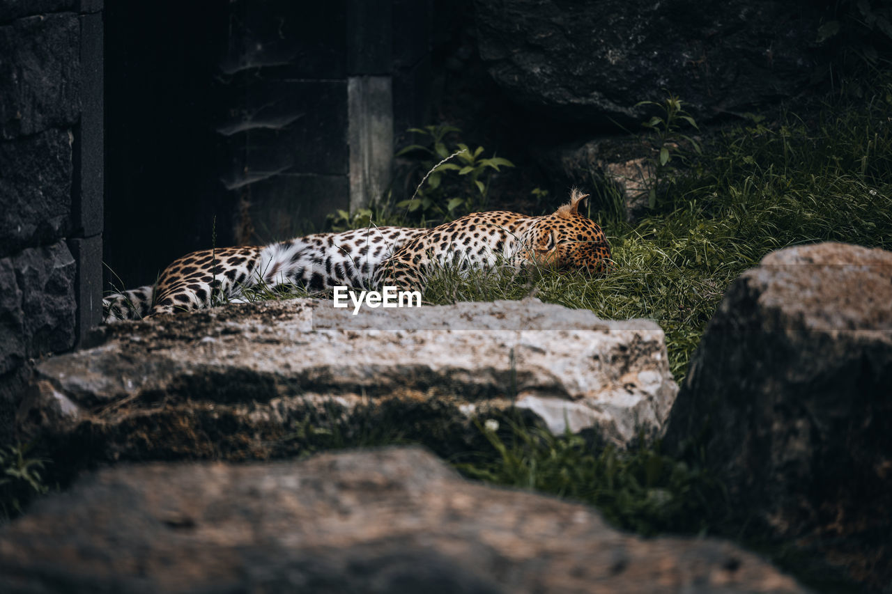 Cheetah on a rock