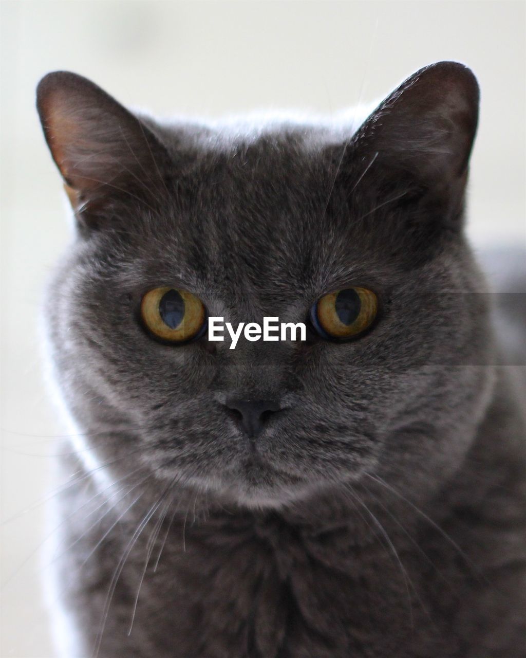 Close-up portrait of british shorthair cat