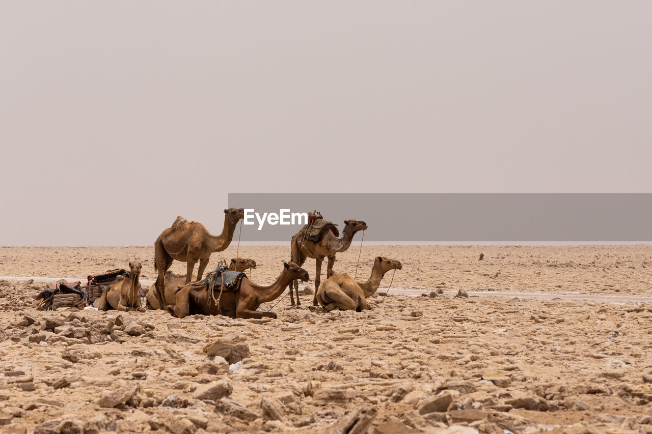 HORSES ON SAND DUNE