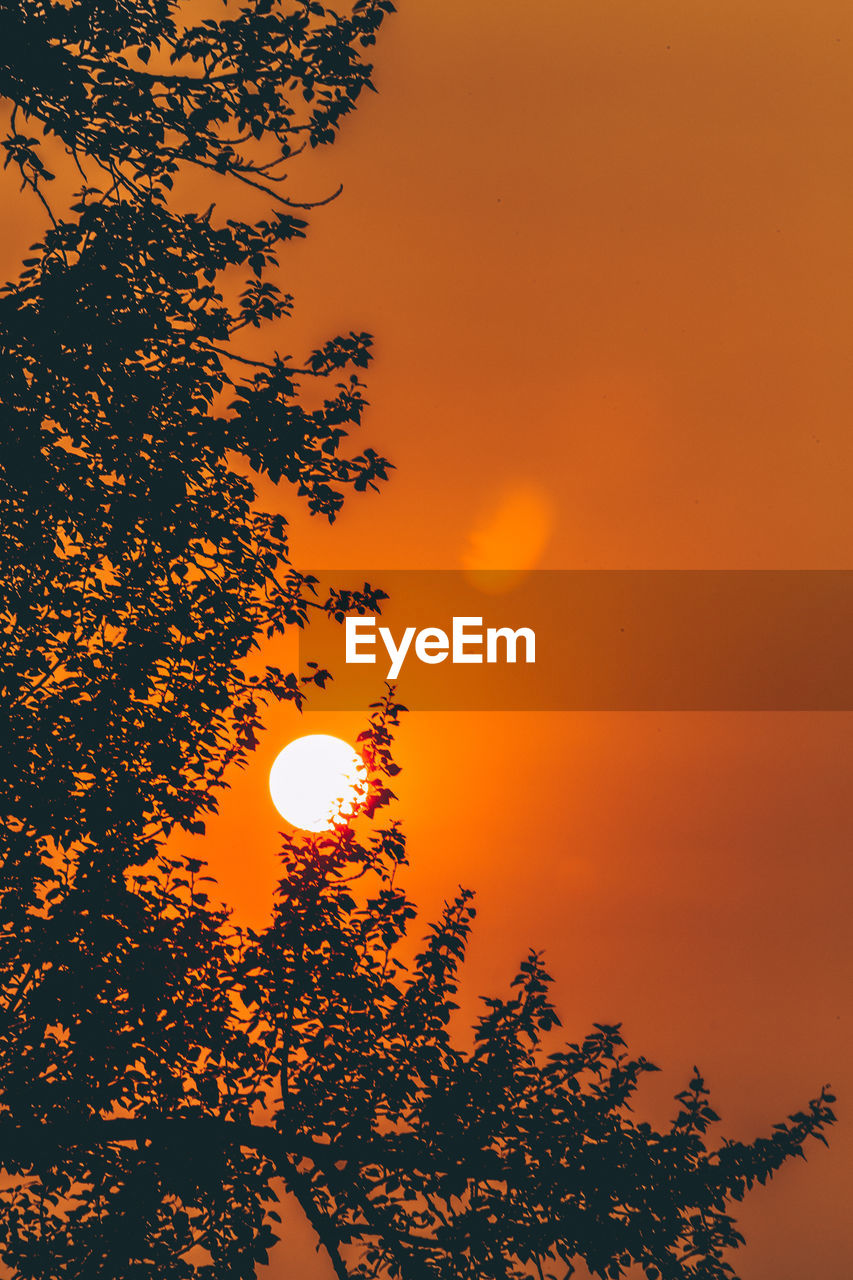 Low angle view of silhouette tree against orange sky