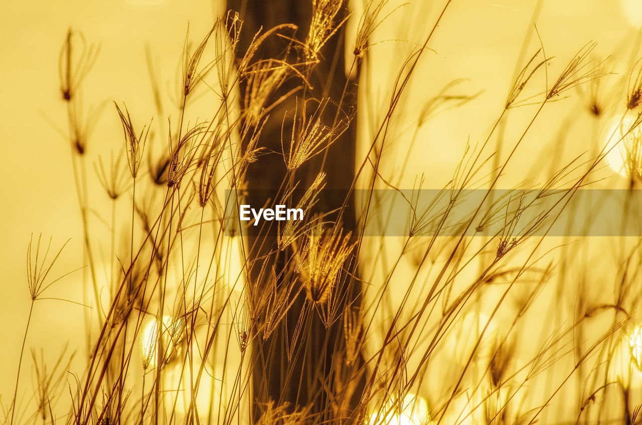 CLOSE-UP OF WHEAT IN THE FIELD