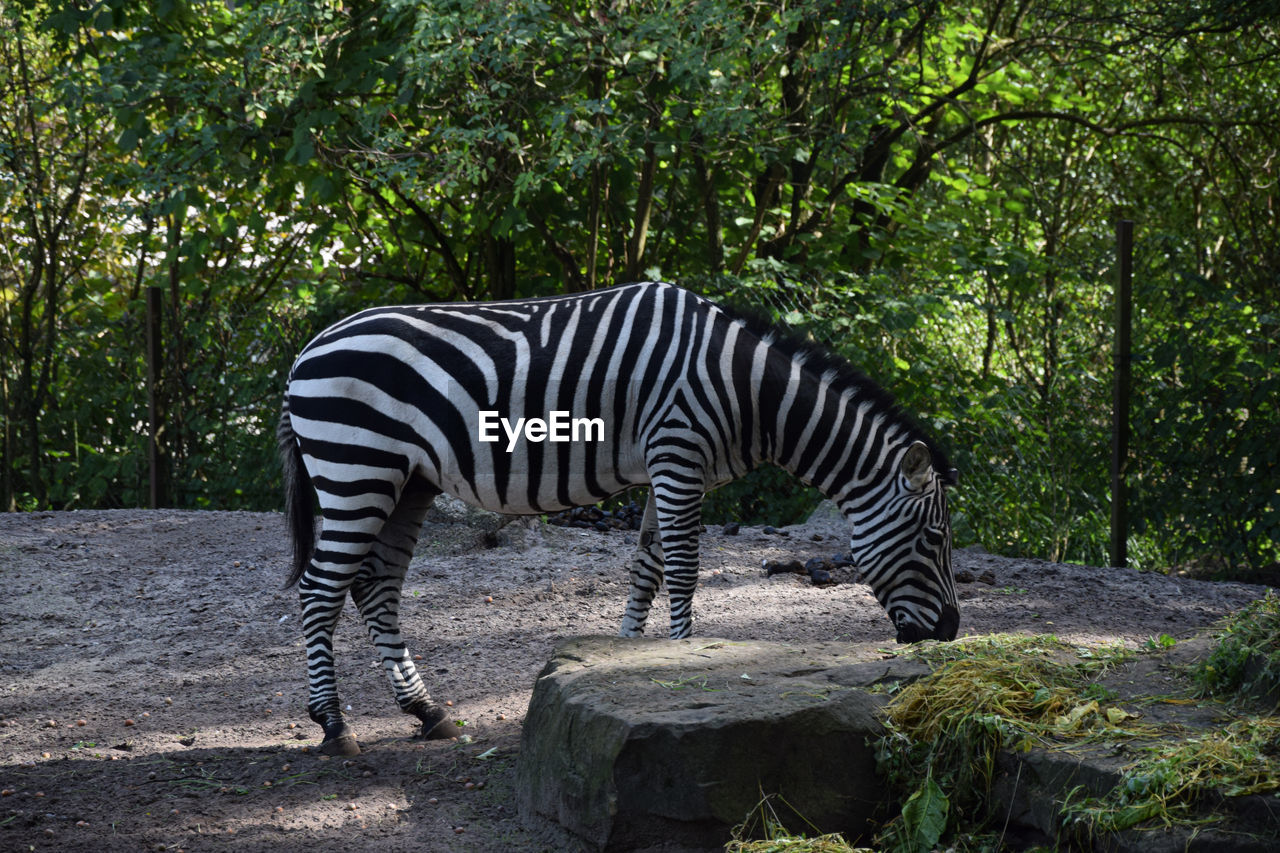 SIDE VIEW OF ZEBRA IN ZOO