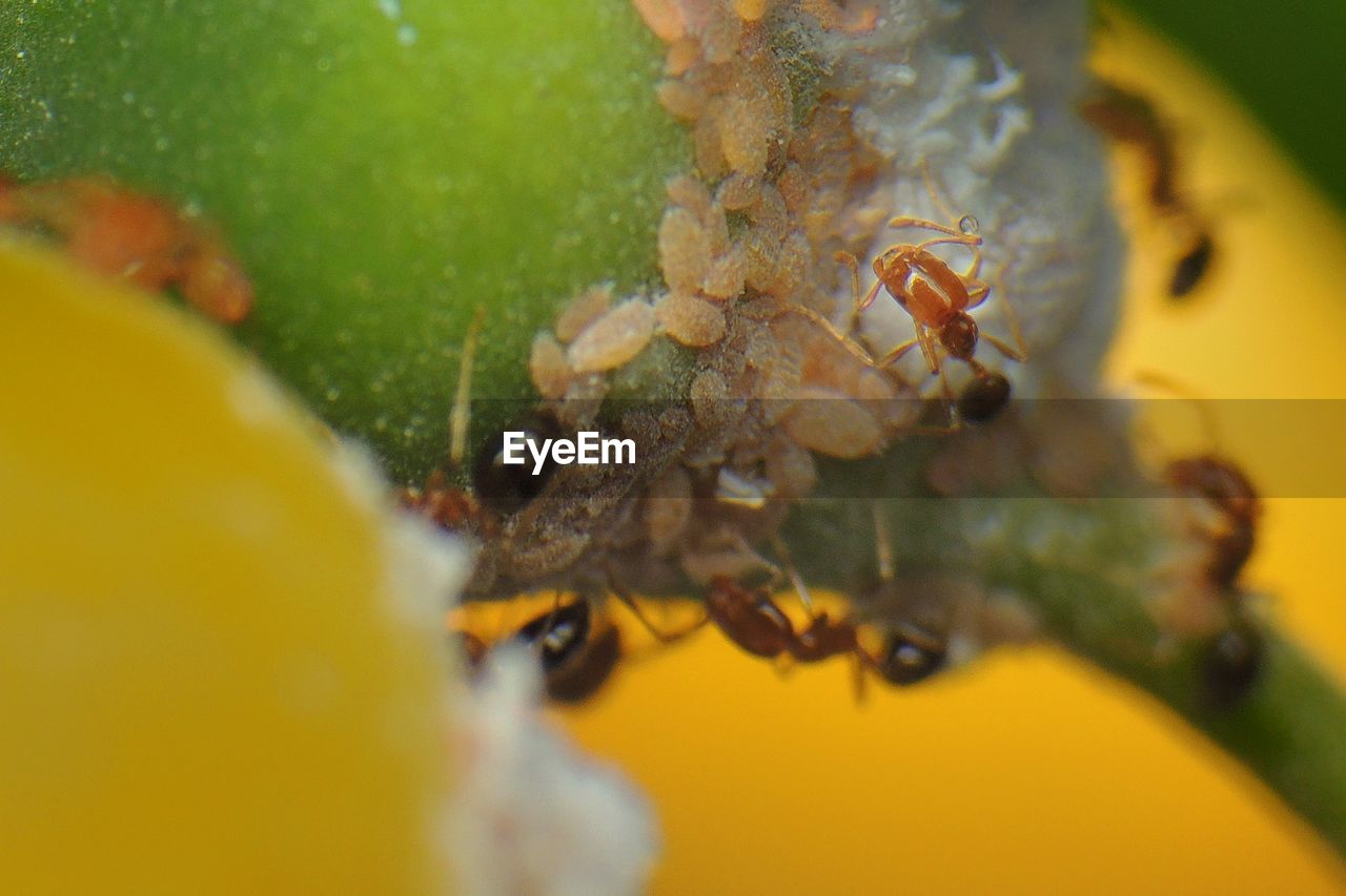 Close-up of ants on plant