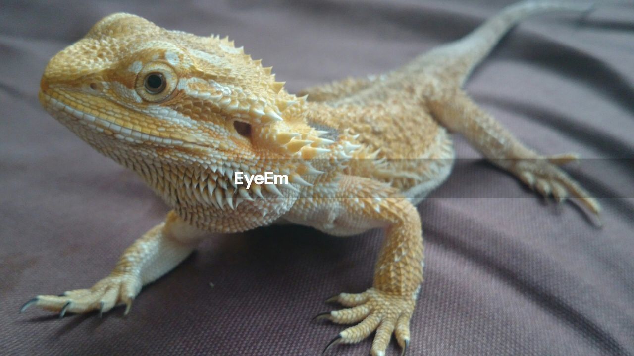 Close-up of bearded dragon lizard on bed