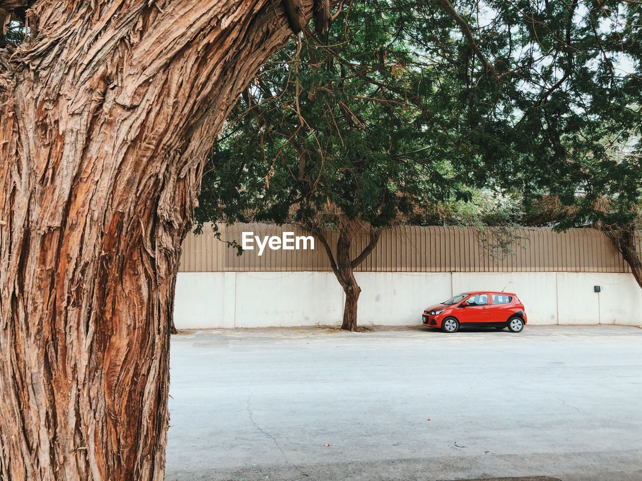 CAR ON STREET AGAINST TREES