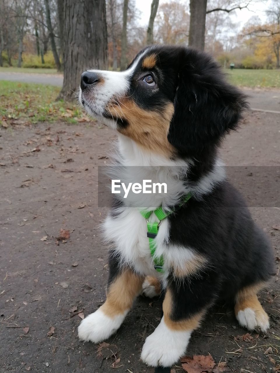 CLOSE-UP OF DOG LOOKING AWAY