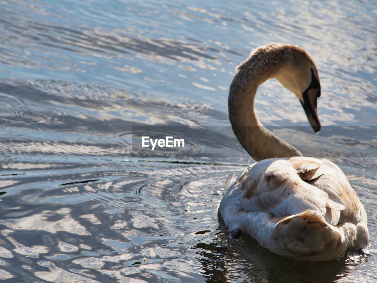 Swan in lake