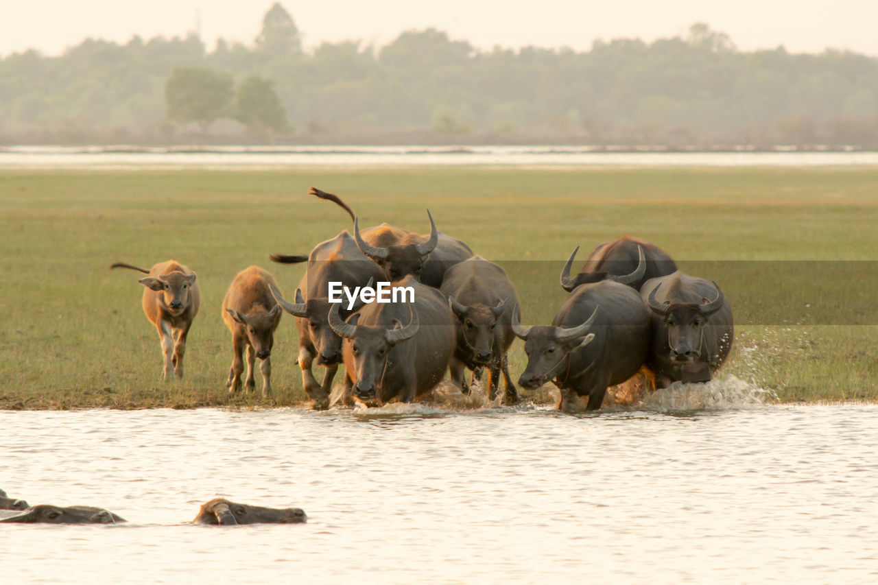 HERD OF SHEEP ON FIELD