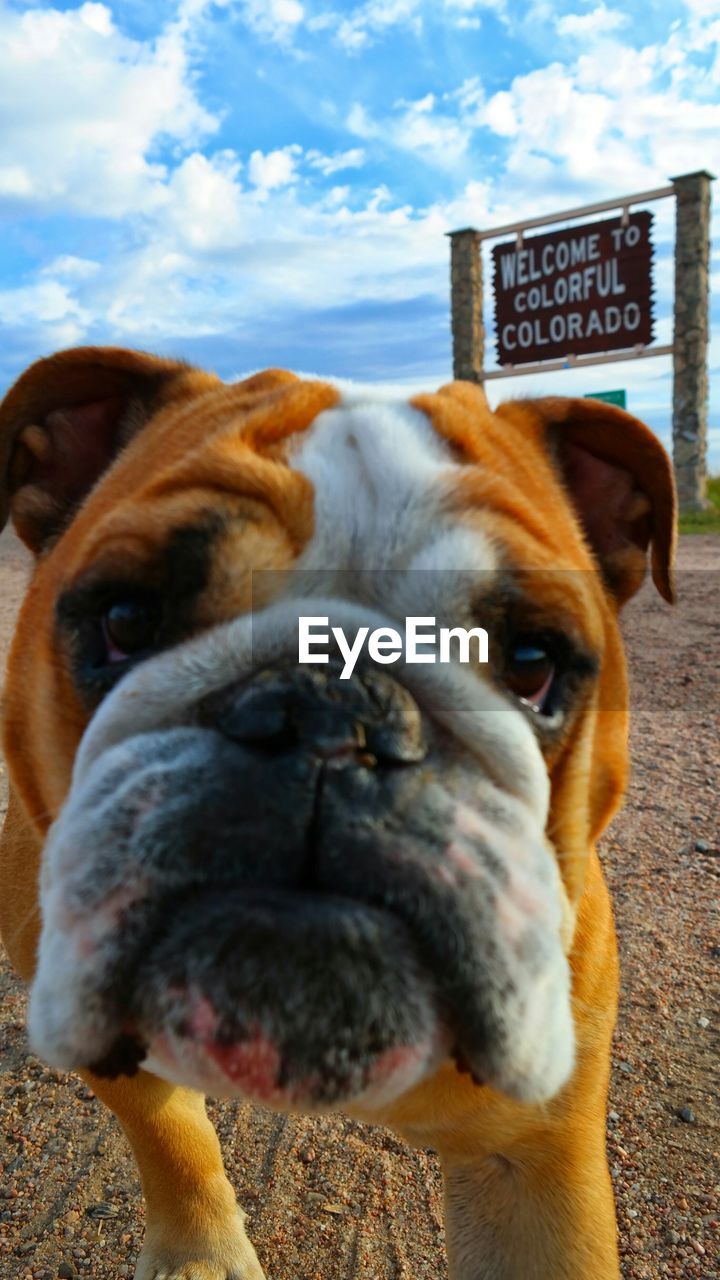 Close-up portrait of bulldog standing on field against cloudy sky