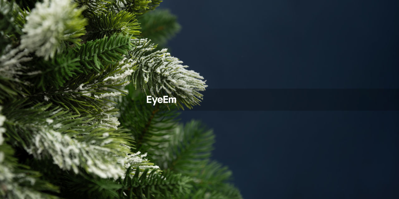 close-up of pine tree