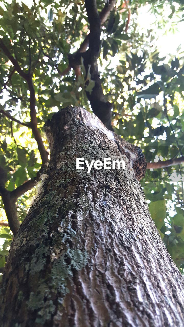 Low angle view of tree in forest