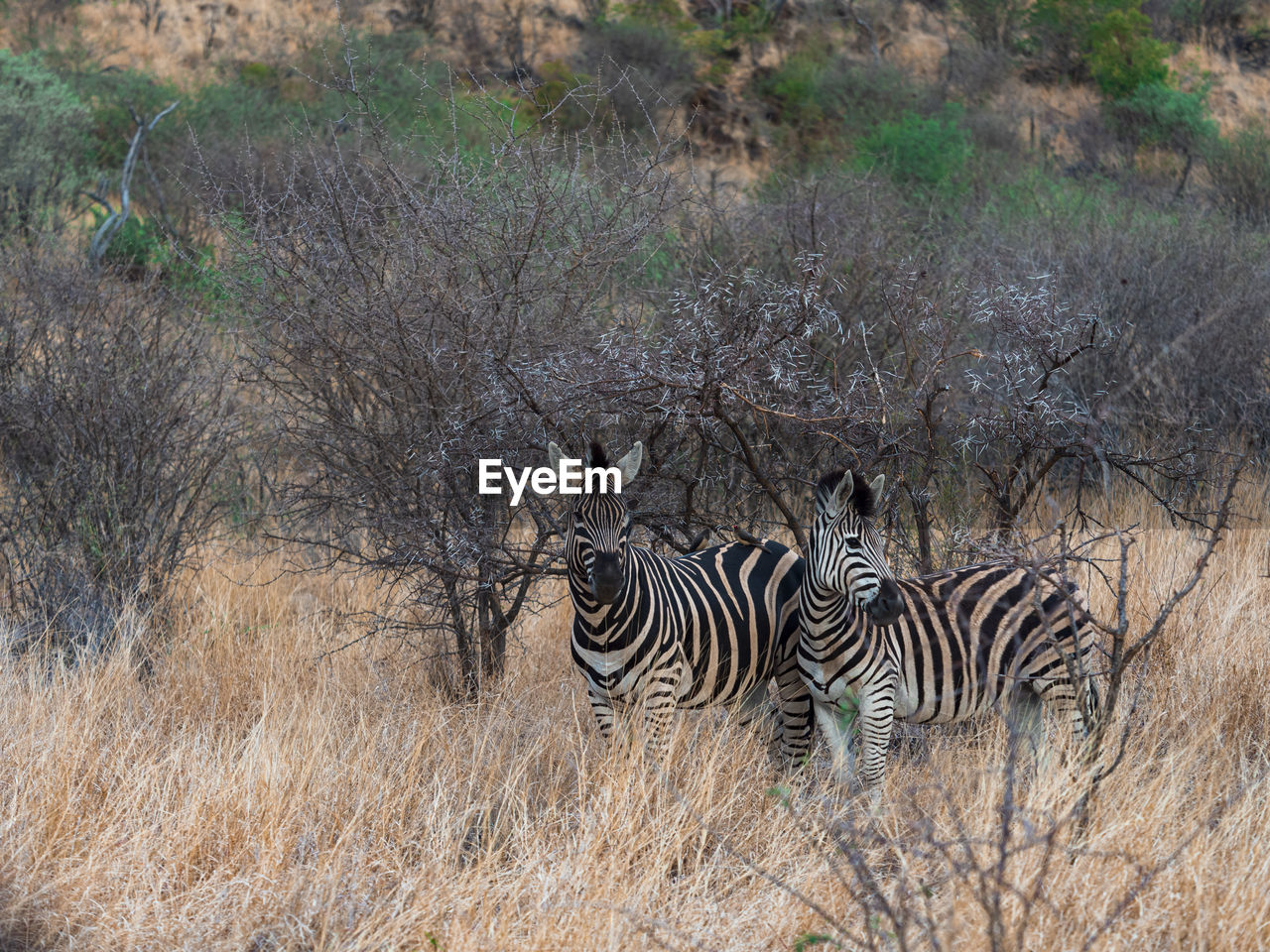 View of two zebras on field