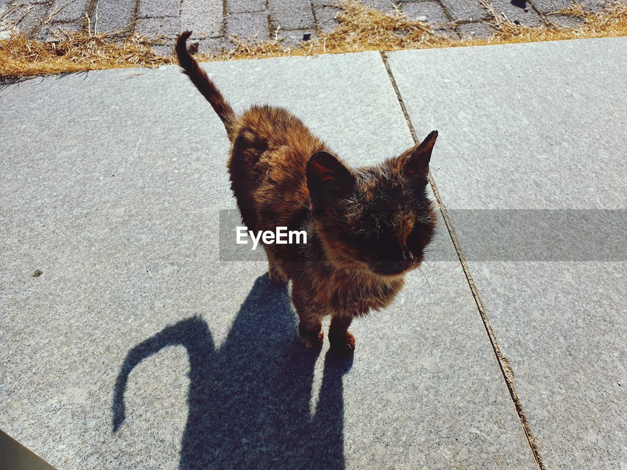 high angle view of cat standing on street