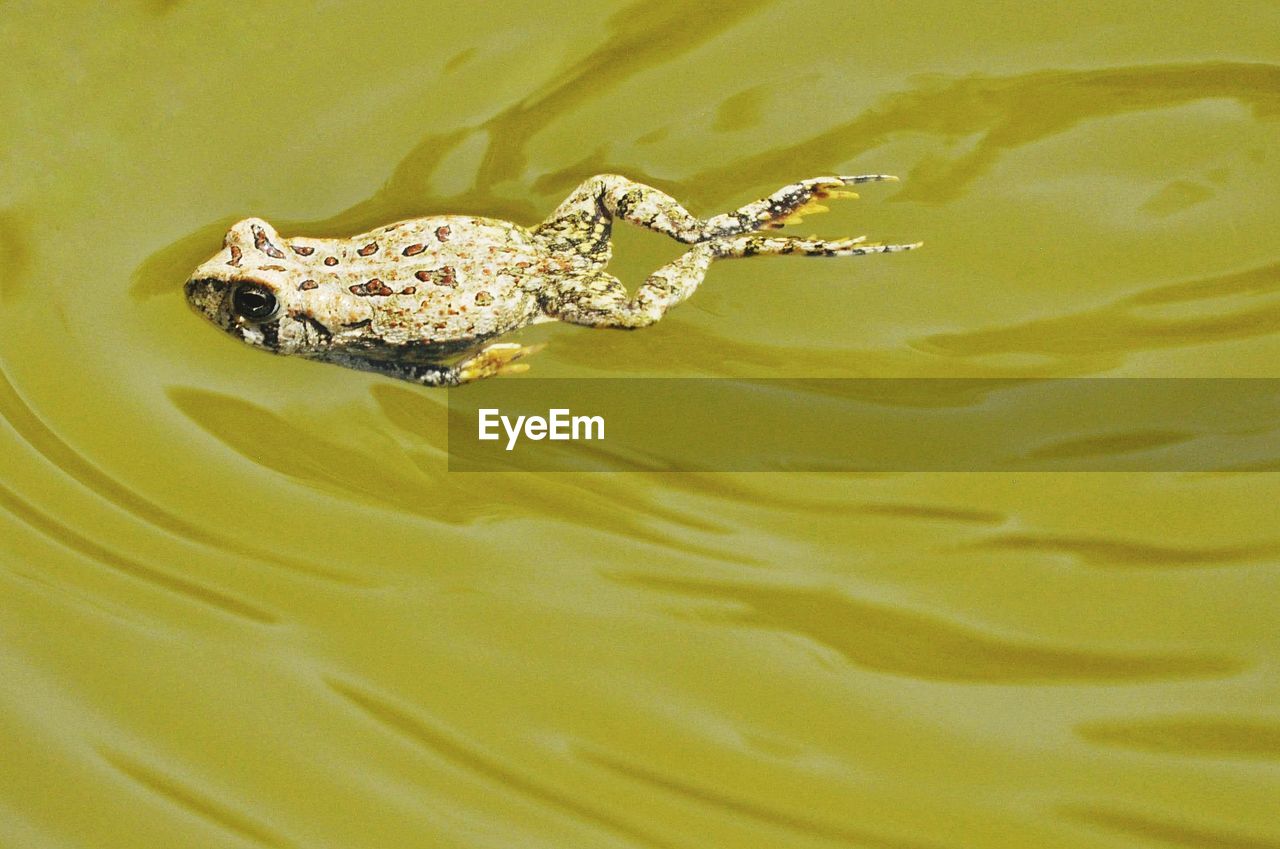 HIGH ANGLE VIEW OF TURTLE IN A LAKE