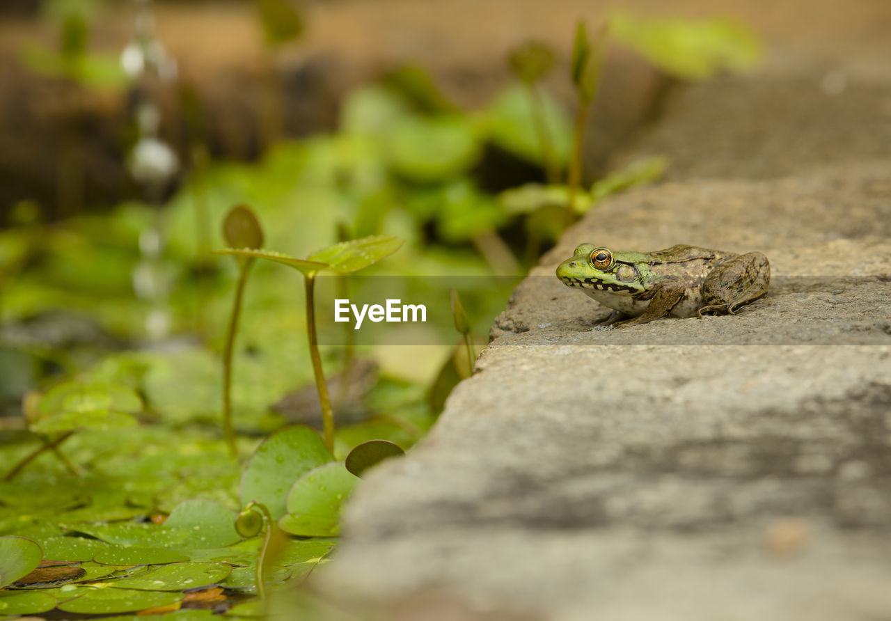 A frog considers jumping into the water lily covered reflecting pool