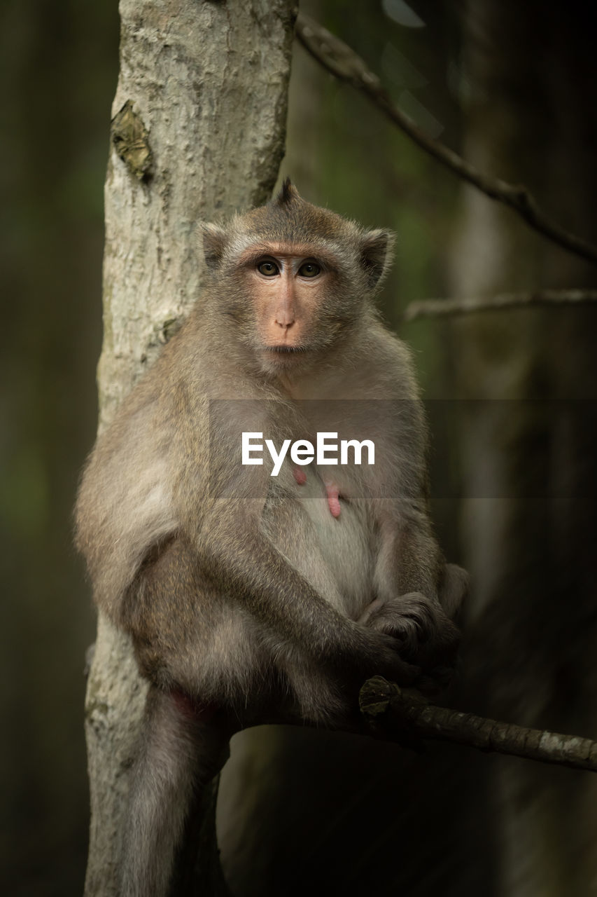 Long-tailed macaque sits in tree facing camera