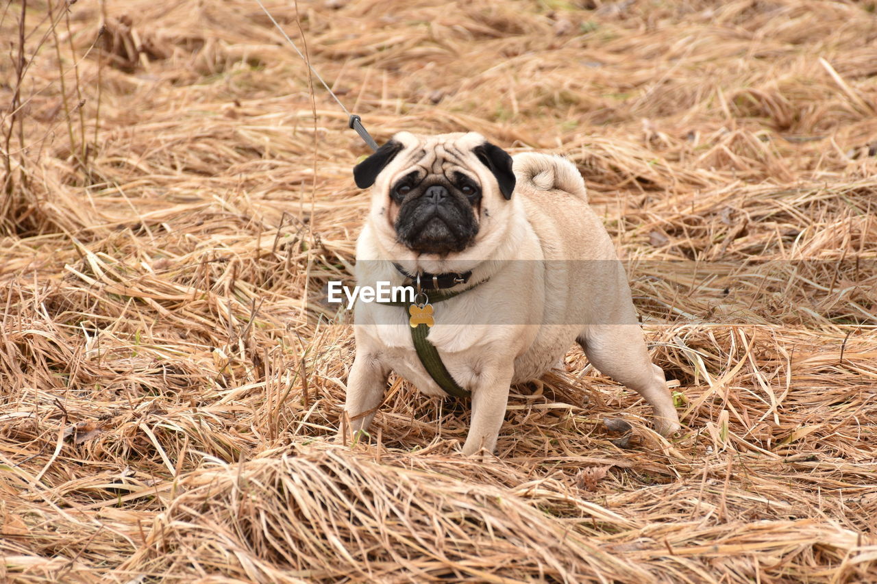 animal themes, animal, one animal, pet, dog, mammal, pug, canine, domestic animals, lap dog, carnivore, no people, plant, portrait, nature, grass, young animal, day, purebred dog, land, outdoors