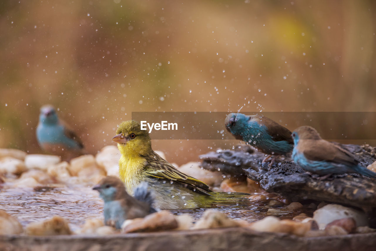 BIRDS IN A WATER