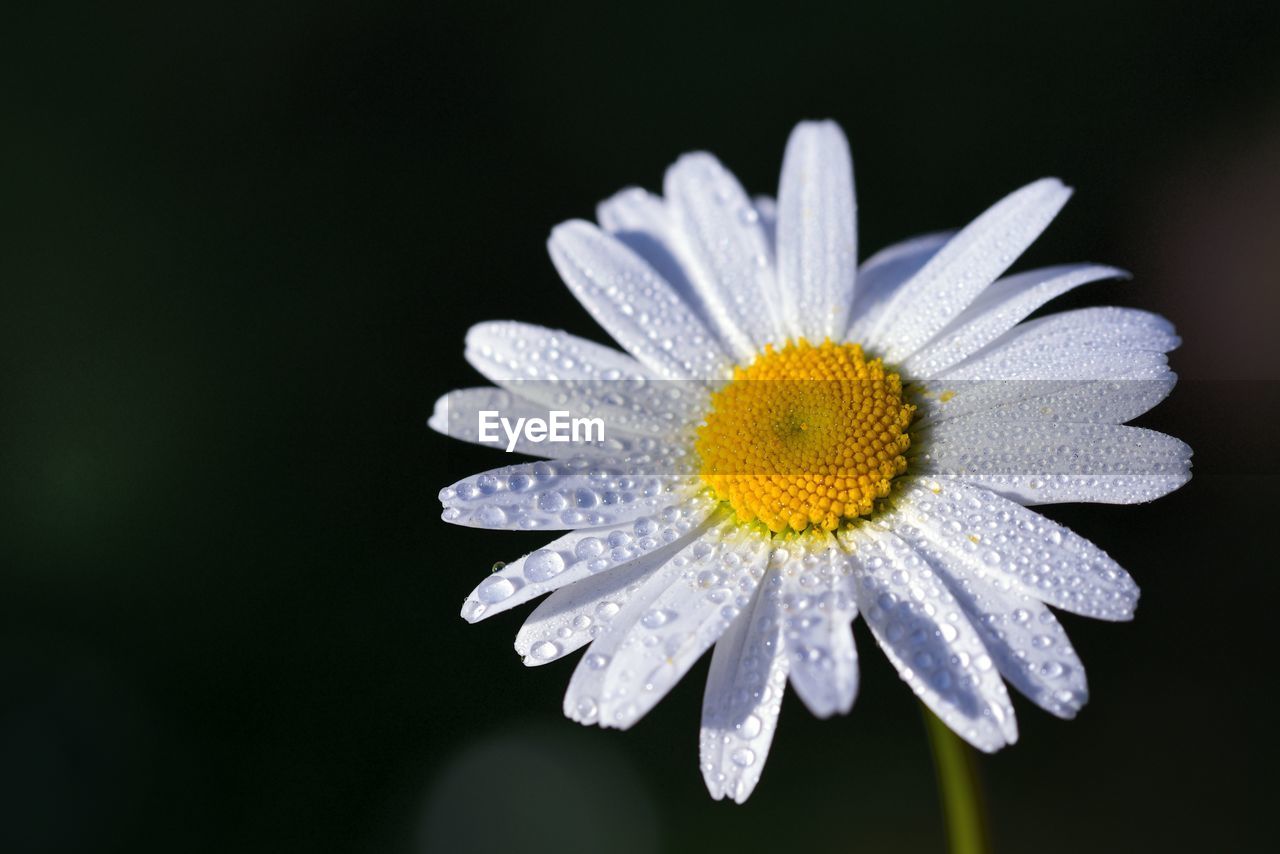 flower, flowering plant, plant, freshness, beauty in nature, flower head, fragility, daisy, petal, close-up, inflorescence, growth, macro photography, nature, pollen, yellow, black background, white, plant stem, no people, botany, black and white, outdoors, macro, studio shot, springtime, wildflower, focus on foreground