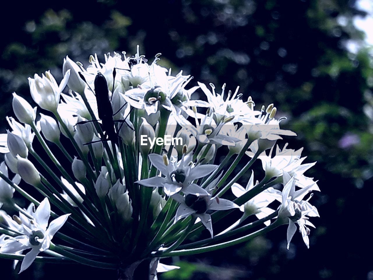 CLOSE-UP OF WHITE FLOWERS BLOOMING ON PLANT