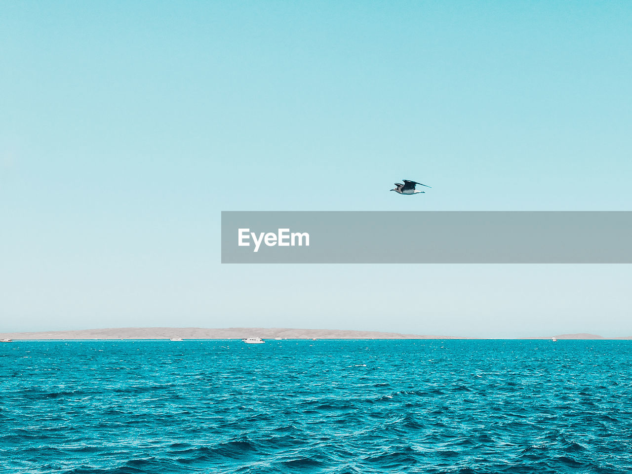 Low angle view of bird flying above sea against clear sky