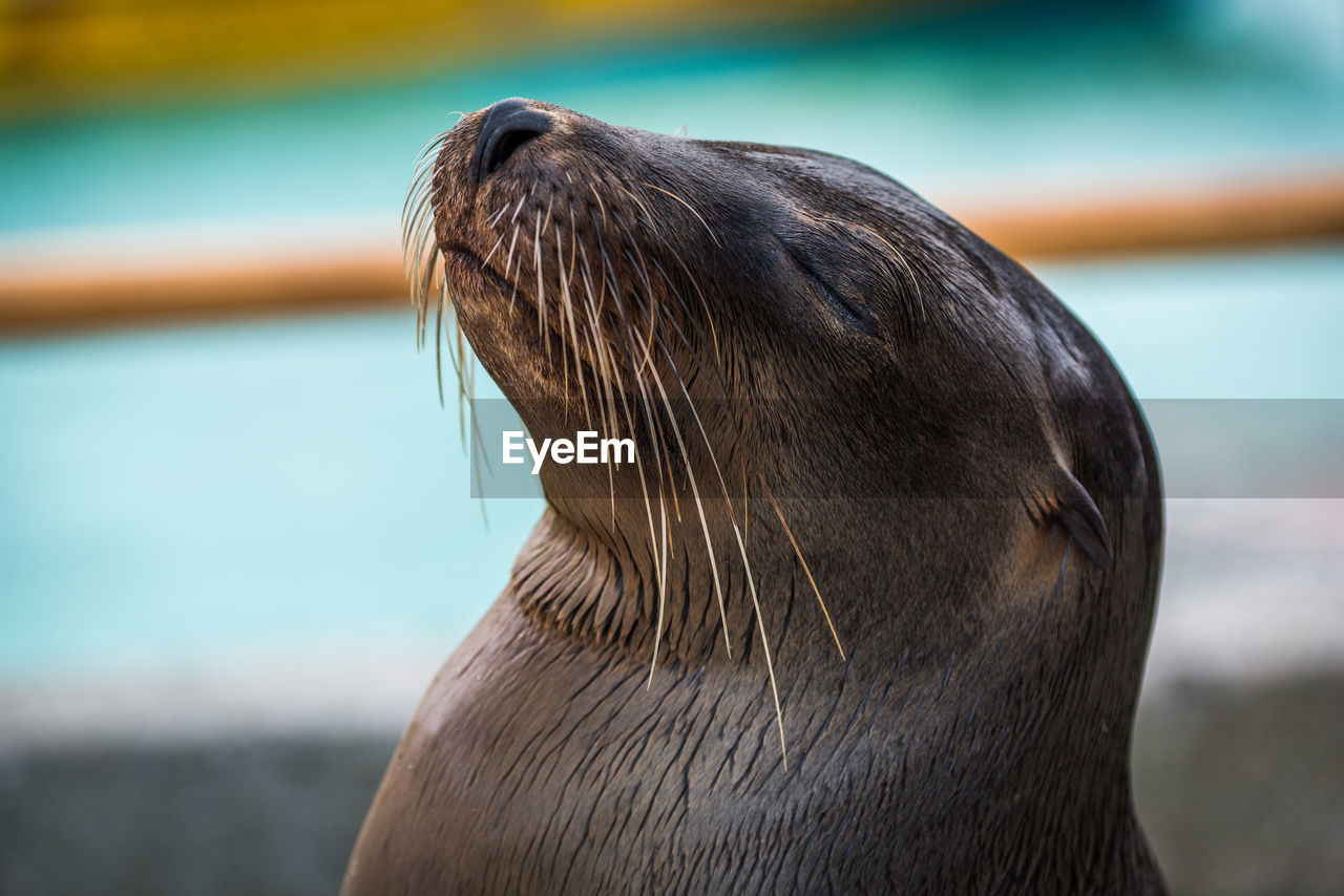 Close-up od sea lion with eyes closed