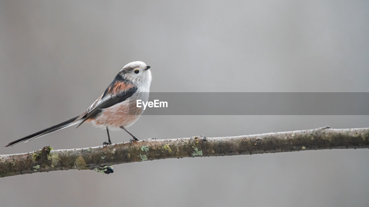 Bird perching on a branch