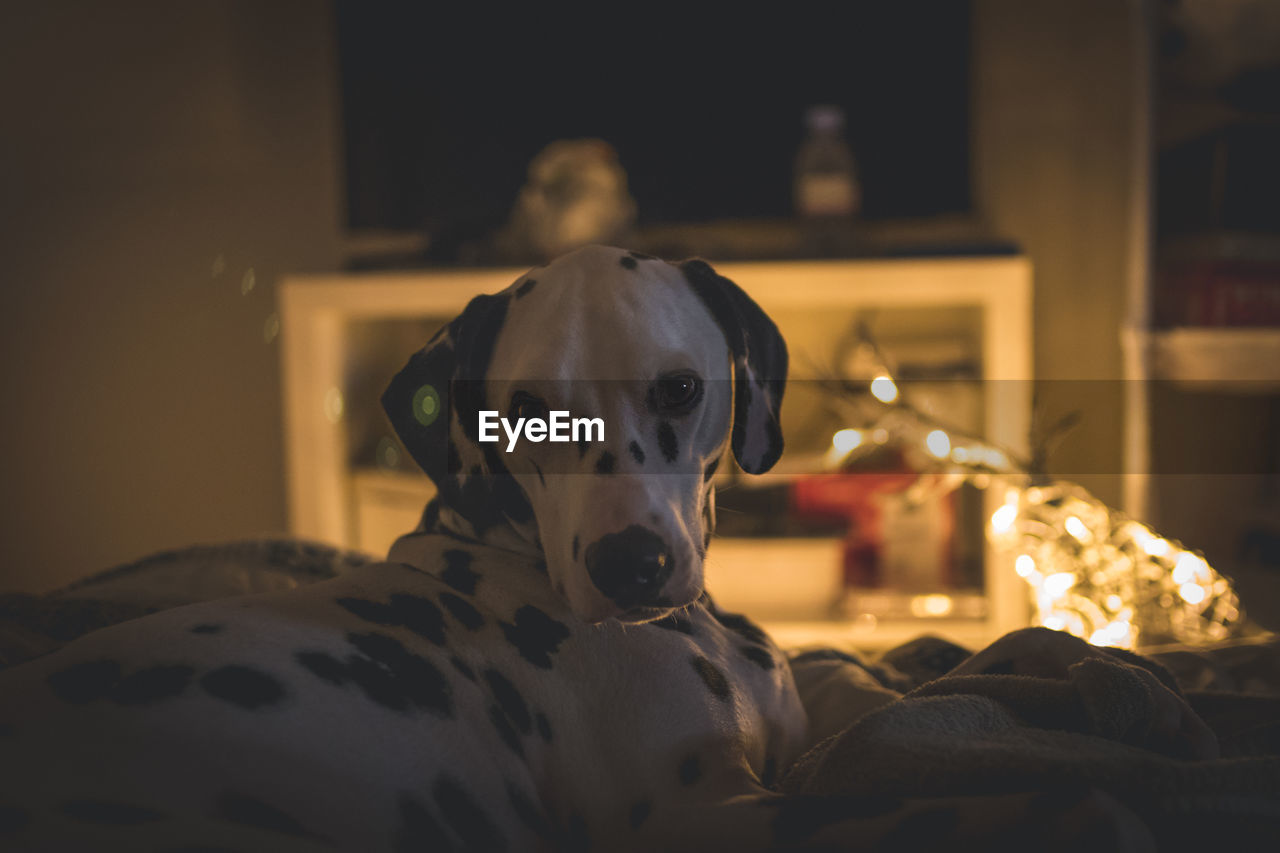 Portrait of dalmatian relaxing on bed at home