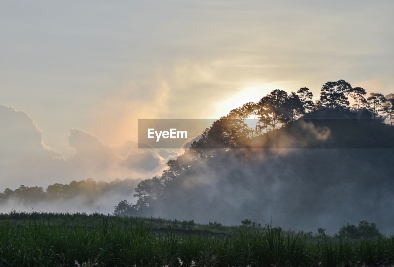 Scenic view of trees against sky during sunset