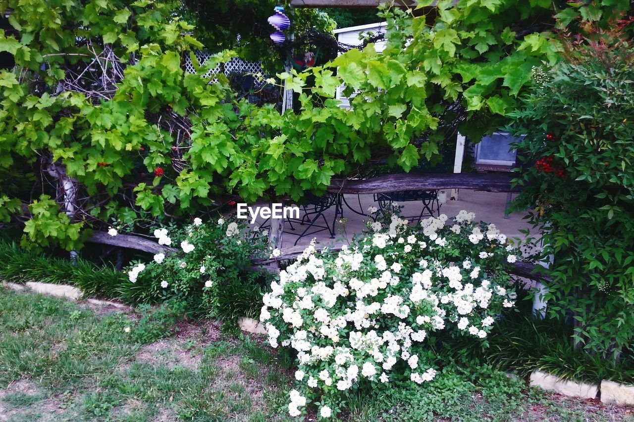 FULL FRAME OF FLOWERS BLOOMING ON TREE