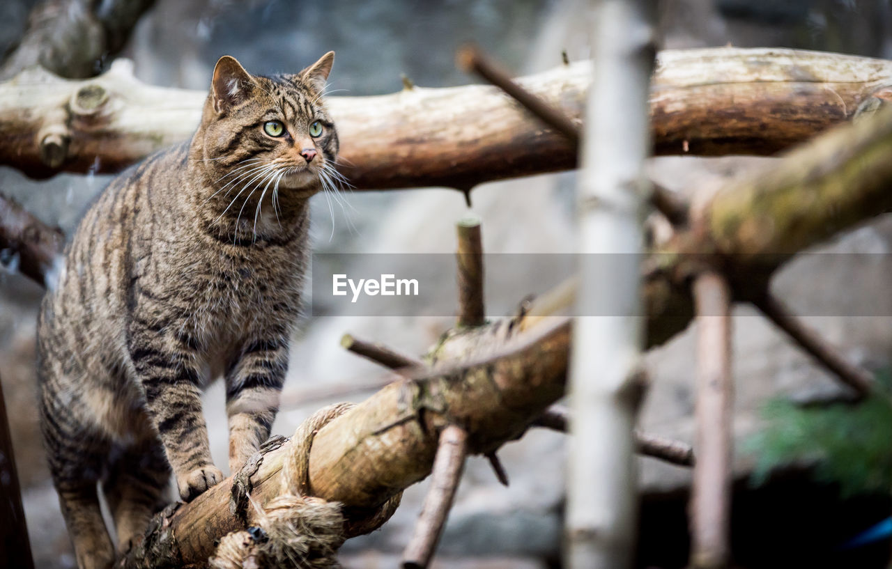 Close-up of cat on tree