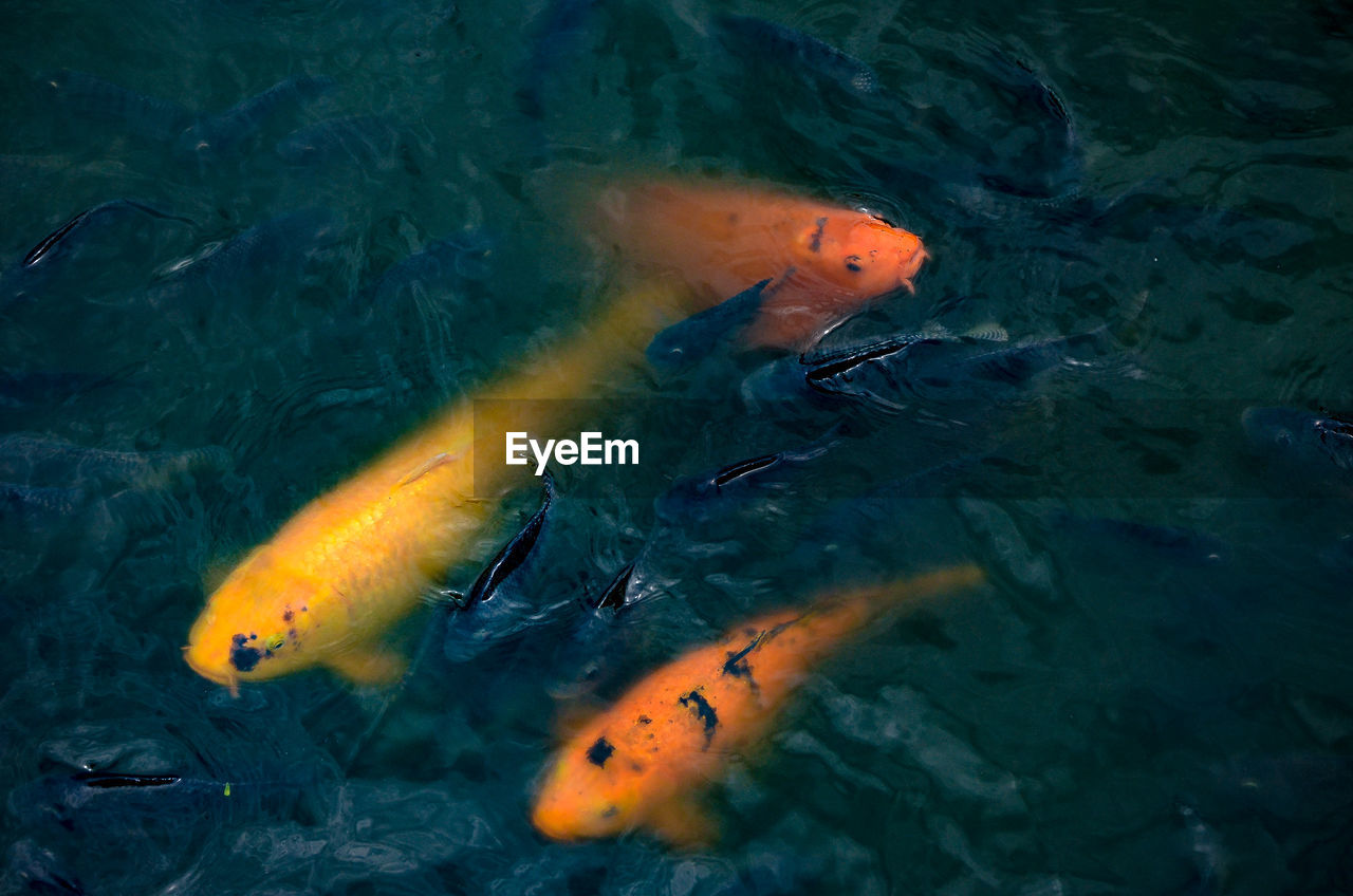 CLOSE-UP OF KOI CARPS SWIMMING IN WATER