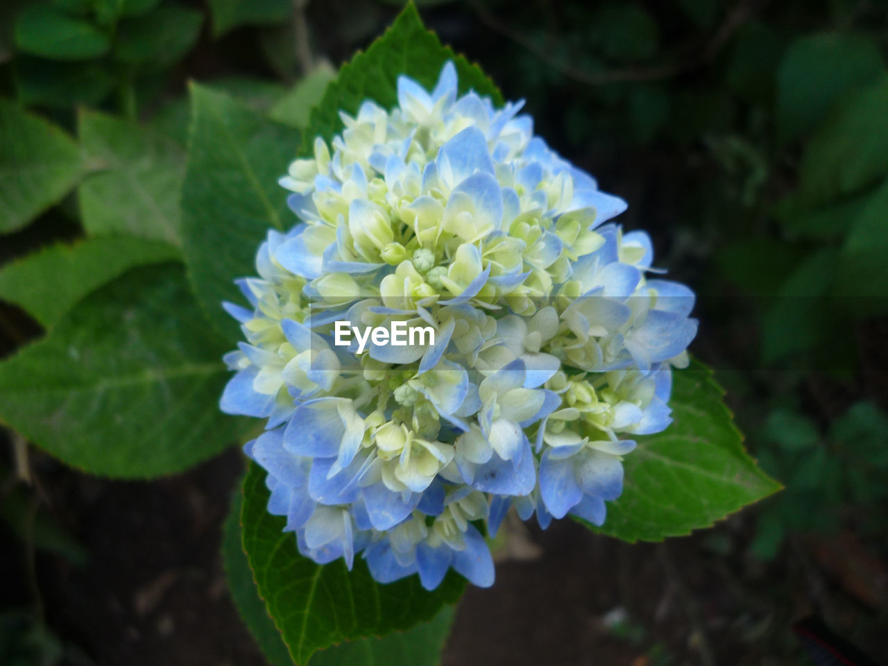 CLOSE-UP OF BLUE HYDRANGEA BLOOMING OUTDOORS
