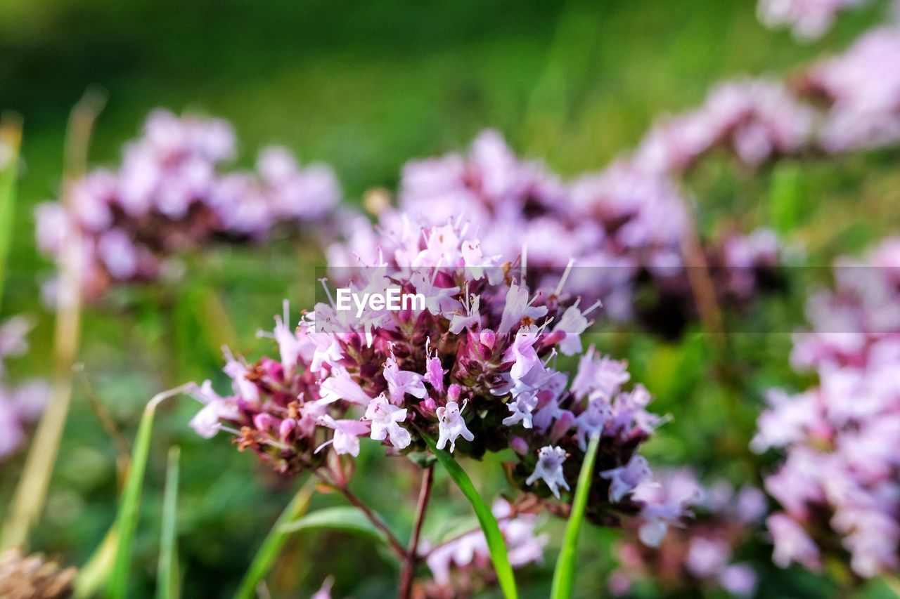 Close-up of pink flowering plant on field