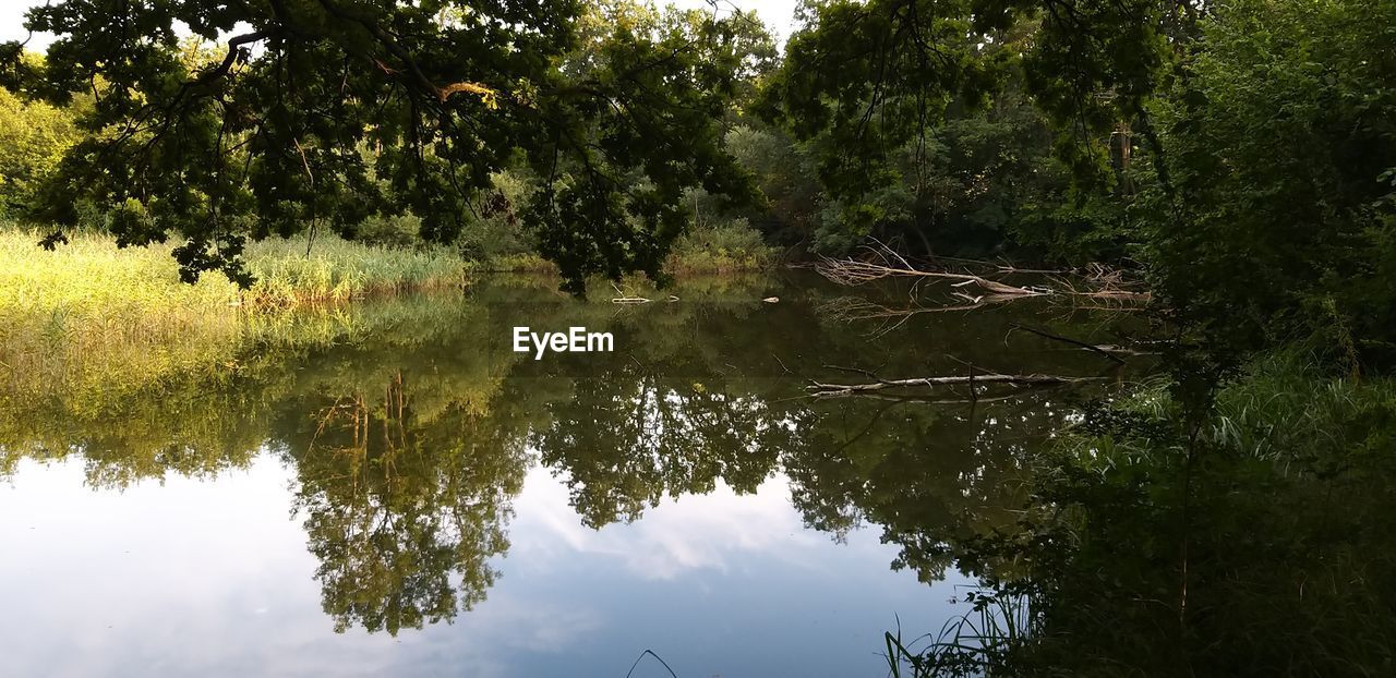 REFLECTION OF TREE ON LAKE