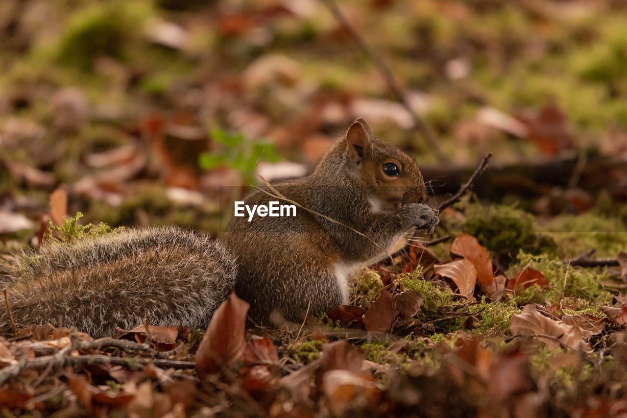 Close-up of squirrel on dry leaves