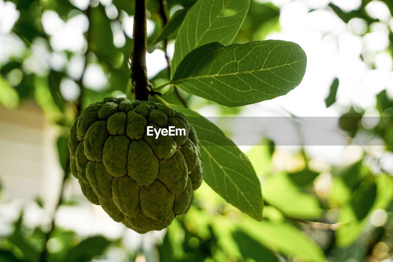 Close-up of fruits growing on plant