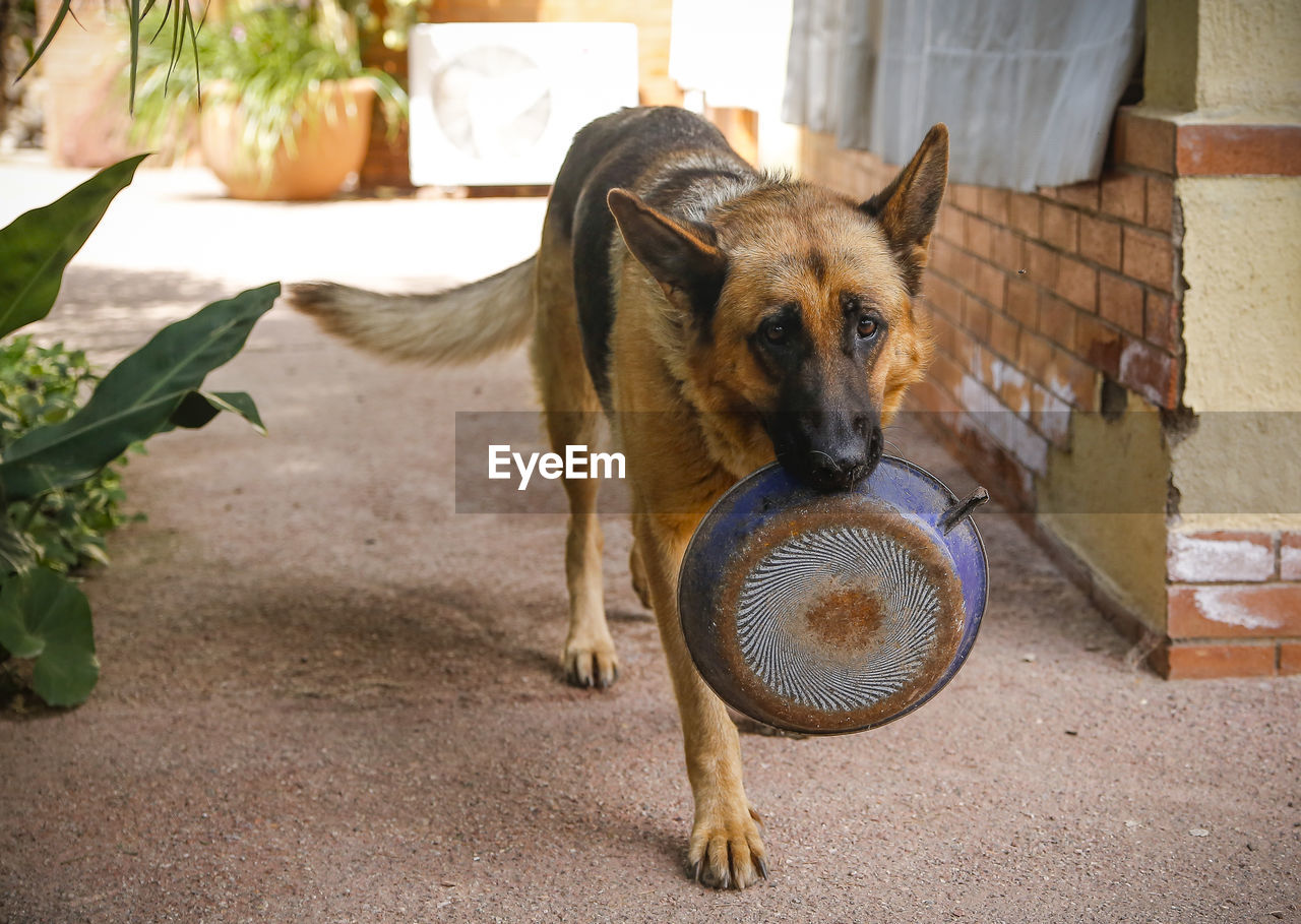 German shepherd outdoors