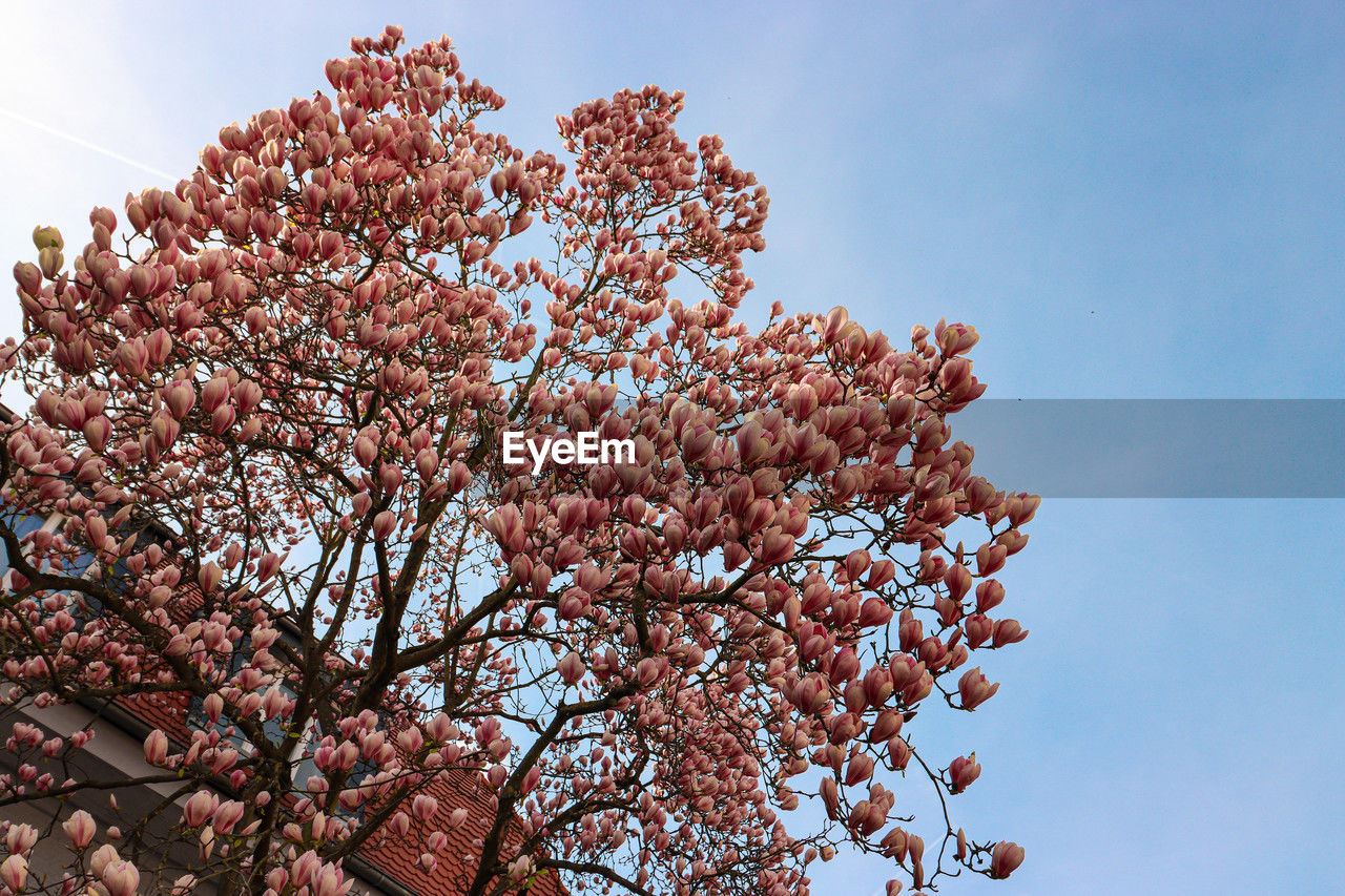 plant, flower, tree, sky, blossom, nature, growth, low angle view, springtime, beauty in nature, flowering plant, branch, freshness, fragility, leaf, spring, pink, no people, day, outdoors, cherry blossom, blue, clear sky, produce, fruit tree, sunlight