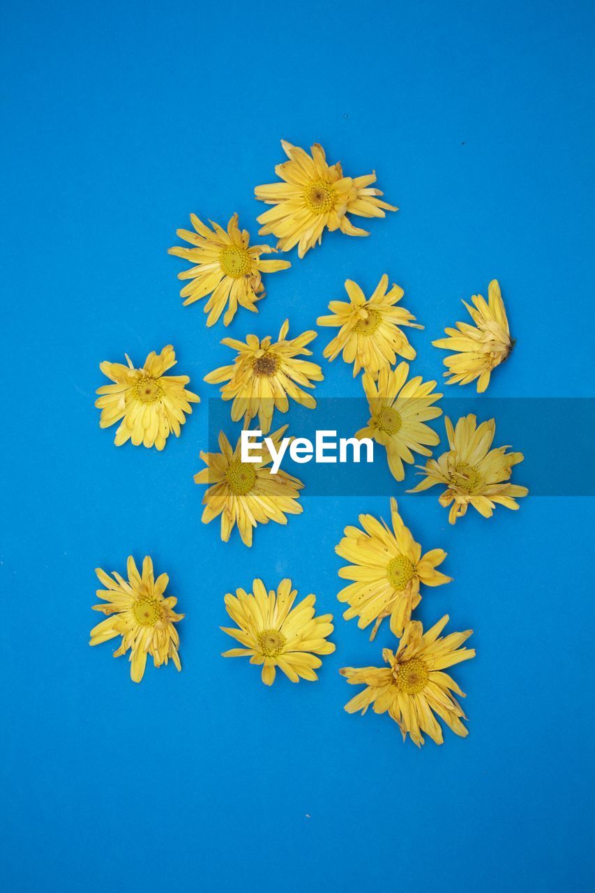 Yellow flowers against blue background