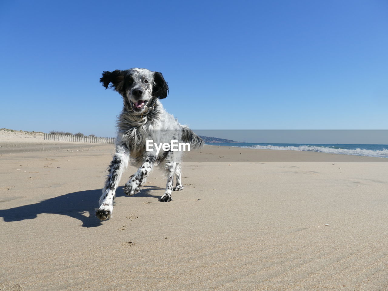 English setter dog running towards camera on a beach under a blue sky with copy space 