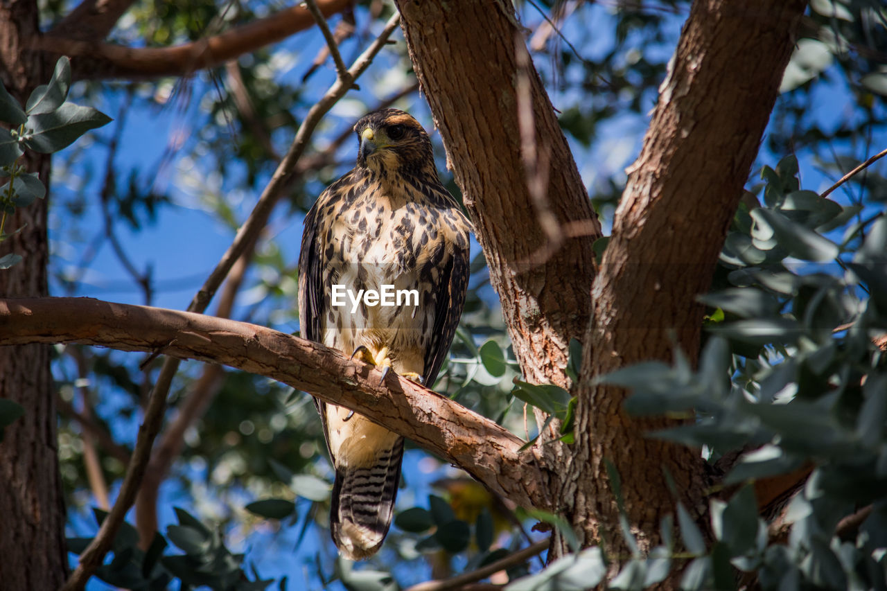 Low angle view of eagle perching on tree