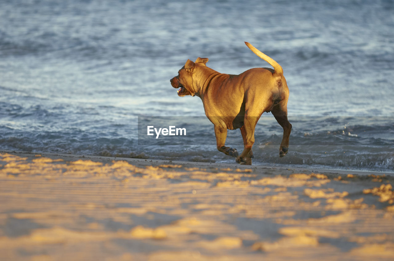 VIEW OF DOG RUNNING ON WATER