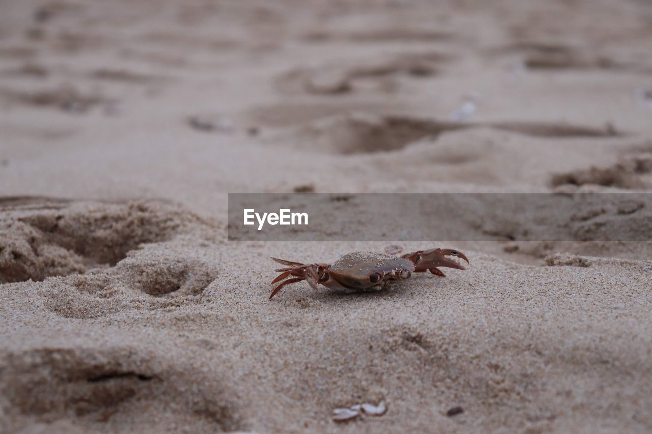 Close-up of crab on sand