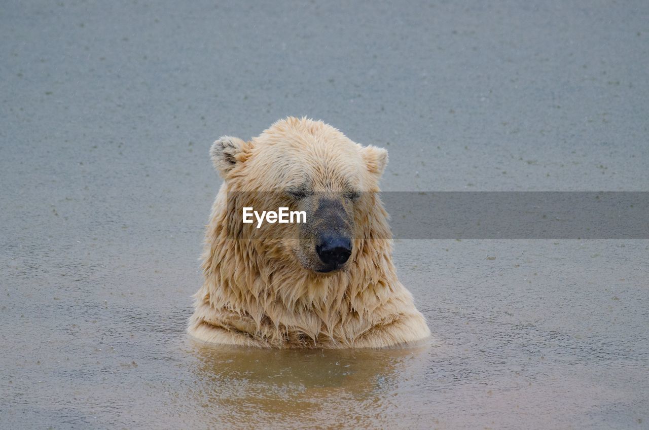 View of polar bear in lake